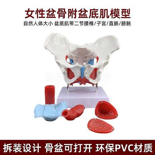 肌肉子宫分娩助产包邮女性骨盆