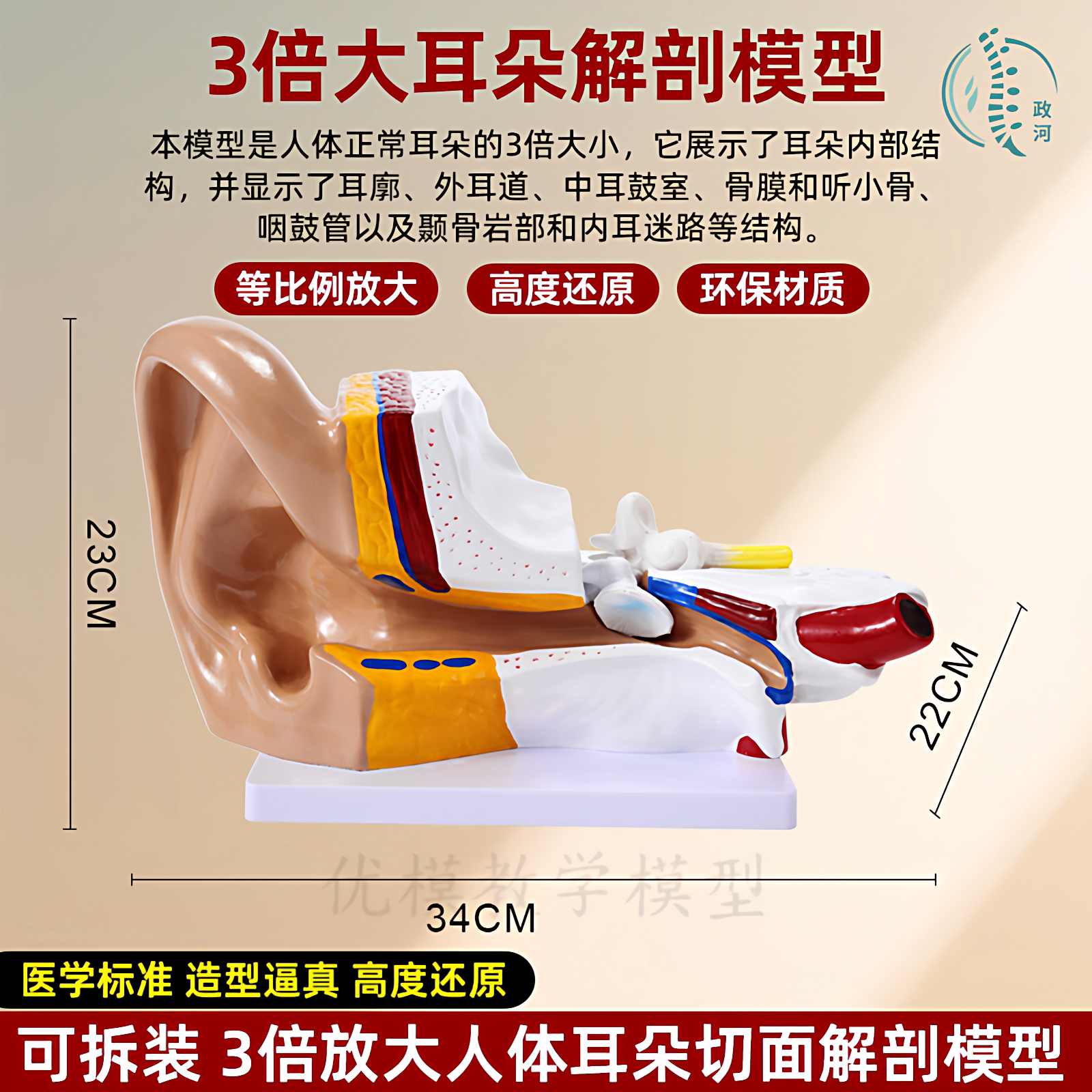 耳朵放大模型人体器官结构解剖模型人耳助听展示教学医院学校用