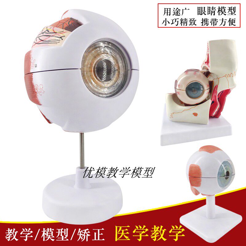 하이 엔드 전문 버전 의료 인간의 안구 해부학 모델 눈 해부학 얼굴 특징 안과 모델