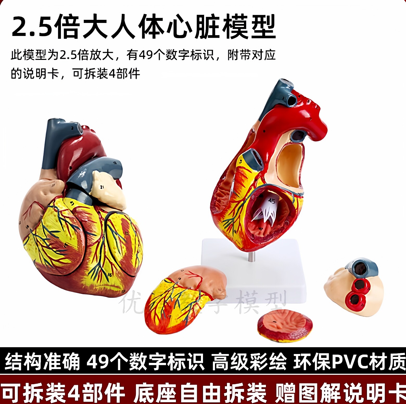 1:1标准人体心脏模型解剖可拆卸教学模型仿真自然大心脏模型医学