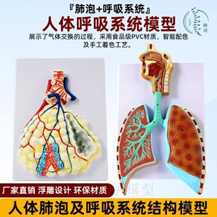 人体呼吸系统结构解剖模型呼吸道肺部气泡解剖医院学校教学演示用