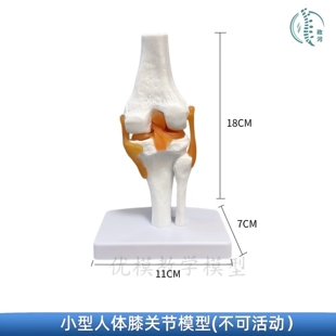 人体膝关节功能模型 半月板交叉韧带活动膝盖骨髌骨教学骨骼模型