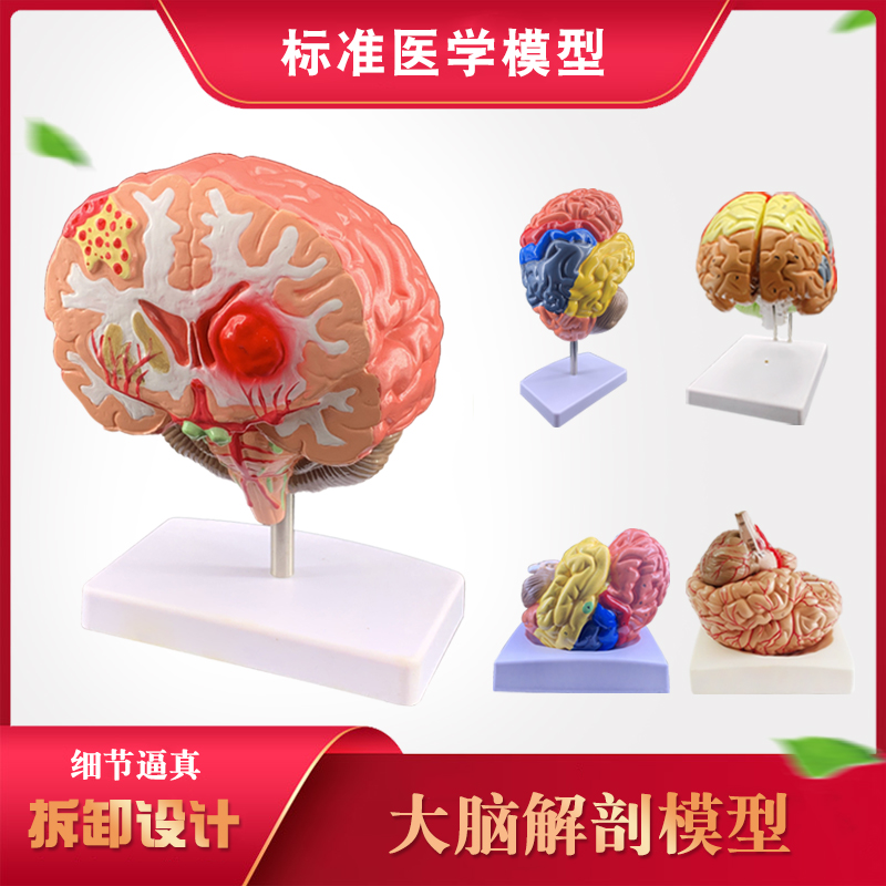 大脑层次医院演示可拆分人体器官