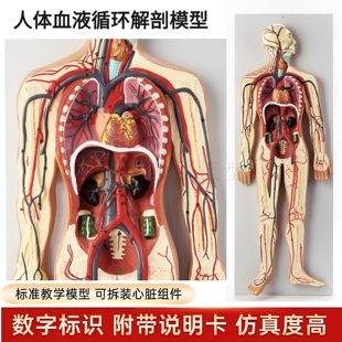 人体神经系统模型 中枢脊髓 血液循环系统泌尿系统消化系统内分泌
