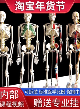 人体骨骼模型骨架 85cm170cm人体医学模型教学骷髅架子模型全身