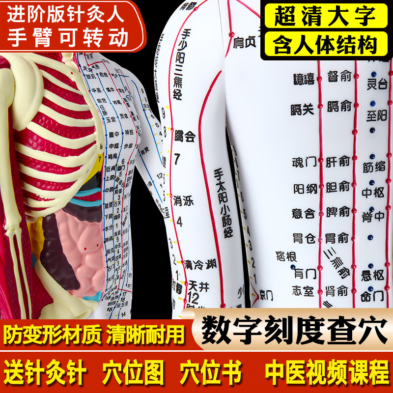 高品质十二经络扎针小皮人体模型