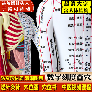 政河高品质中医针灸穴位人体模型人十二经络扎针小皮铜人全身玩具