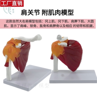 医学仿真人体肩关节骨头肌肉起止点可活动拆卸骨骼模型骨科康复