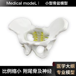 男女小骨盆模型人体骨骼医学教学教具医院学校桌上演示讲解摆件