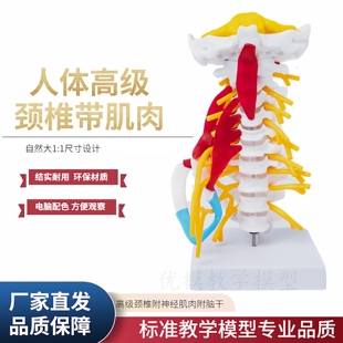 人体颈椎模型带肌肉神经脑干枕骨脊椎脊柱医学教学骨骼模型可拆装