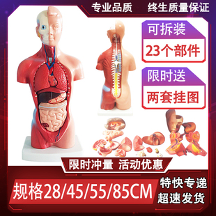 人体解剖模型器官可拆卸医学教学心脏内脏模型玩具躯干系统结构图