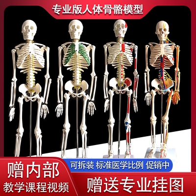 质量上乘170cm人体模型全身骨架