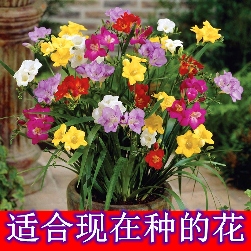 香雪兰种球盆栽室内观花植物小苍种球/裸根