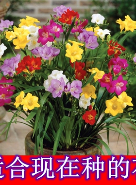 香雪兰种球盆栽室内观花植物小苍兰花卉种子四季开花耐寒耐旱