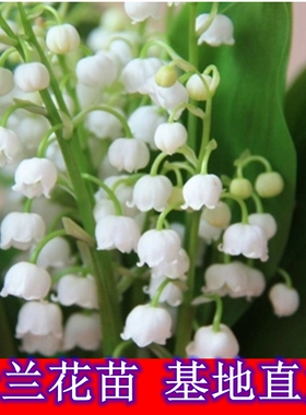 玲兰花苗铃兰盆栽花冬季花卉植物耐寒室外户外抗冻耐寒绿植土培绿