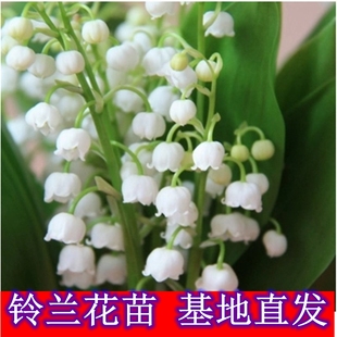 玲兰花苗铃兰盆栽花冬季花卉植物耐寒室外户外抗冻耐寒绿植土培绿