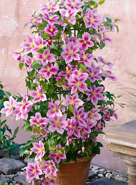 铁线莲小苗多季开花魔法喷泉约瑟芬乌托邦庭院阳台藤本盆爬藤花卉