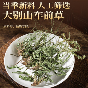 车前草野生干货官方旗舰店中药材正品特级带穗泡水喝的功效与作用
