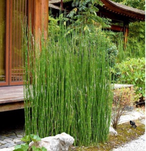 花镜耐冻植物地被花镜植物金叶石菖蒲木贼黄金香柳绿植四季常绿青