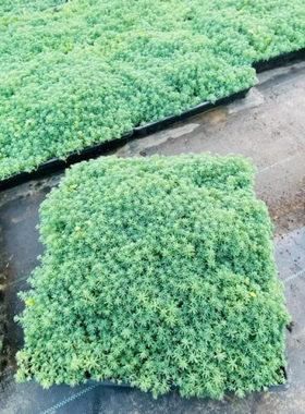 耐寒地被草坪草皮植物中华景天