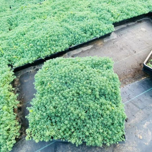 耐寒地被草坪草皮植物中华景天