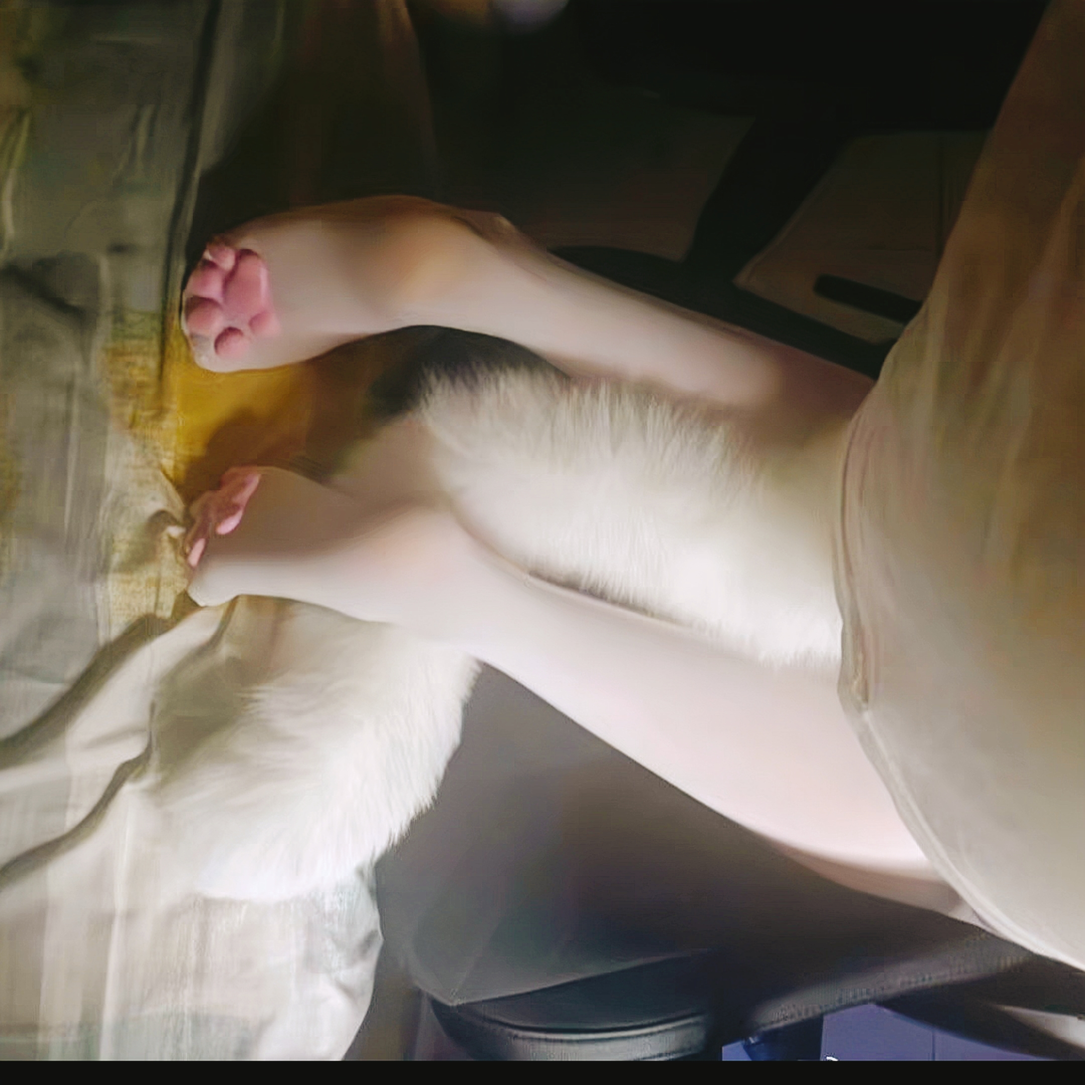 长尾巴缸塞肛赛新手尾巴猫狐狸狗玩具插迷你性感尤物插件女小号