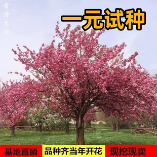 日本樱花树苗庭院大型小苗盆栽地栽四季 南北方种植风景树绿化树苗