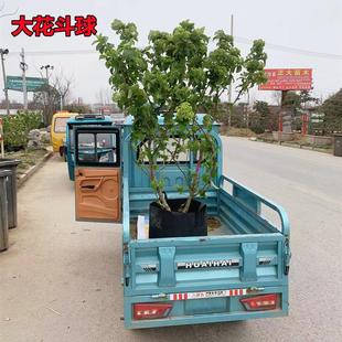 中华木绣球别墅庭院花卉木本绣球花苗白色大花绣球斗球花树苗耐寒