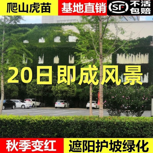 爬山虎爬藤植物四季爬山虎树苗盆栽户外绿化三叶五叶爬墙虎苗攀援