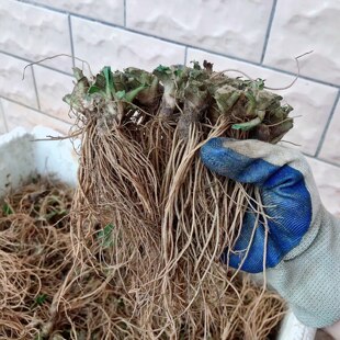 广东粤西新鲜采挖地胆头纯天然煲鸭汤料现挖现发去叶只保留头和根
