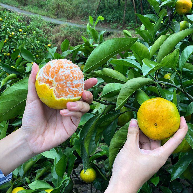 正宗江西寻乌蜜橘江西赣南蜜桔3/4.5斤装新鲜水果包邮