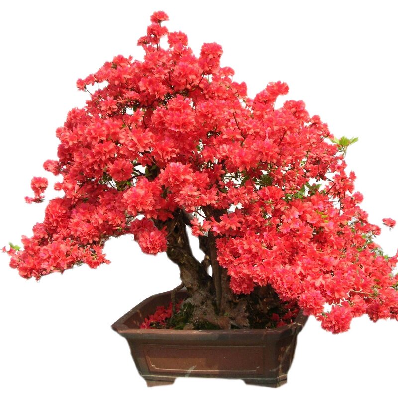 米叶杜鹃 荀子 橙黄瑞香 珍珠黄杨等珍贵盆景素材