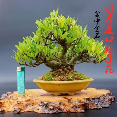 日本进口清誉栀子花老桩盆景花卉绿植阳台办公室茶几一物一拍