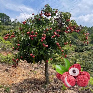 桂味荔枝树苗无核妃子笑糯米糍三月红荔枝王嫁接果苗盆栽庭院南方