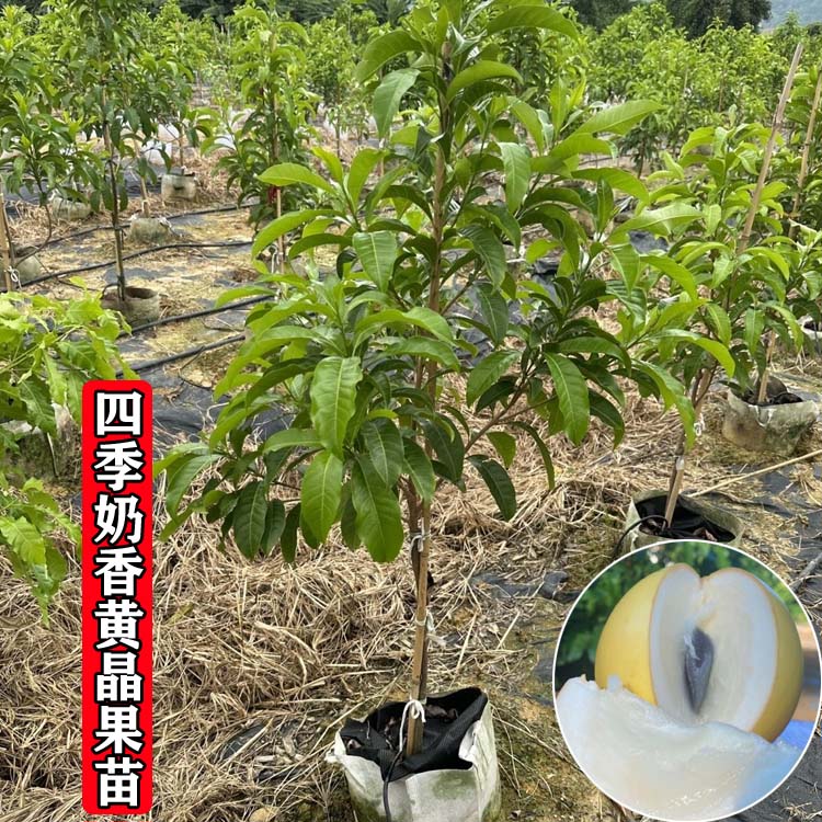 四季奶香黄晶果苗嫁接苗带土带叶