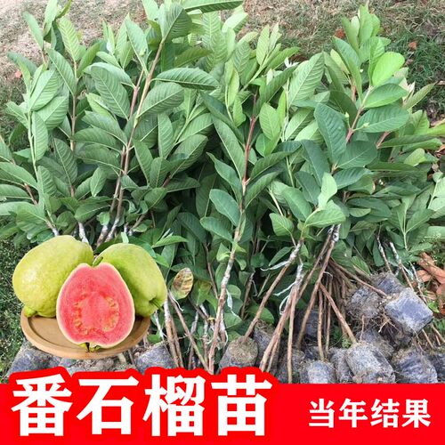 四季番石榴树果苗珍珠红宝石树苗