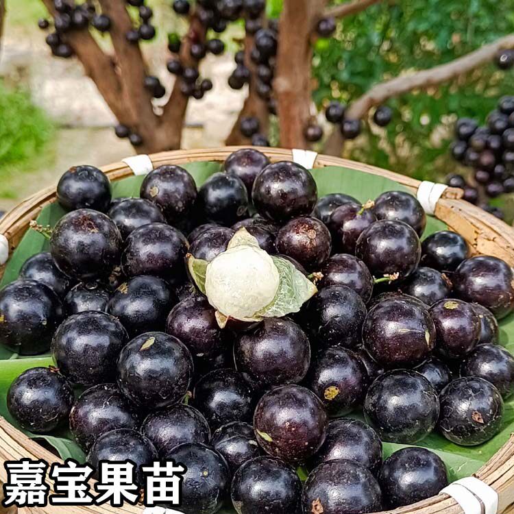 嘉宝果树苗四季红妃艾斯卡树葡萄