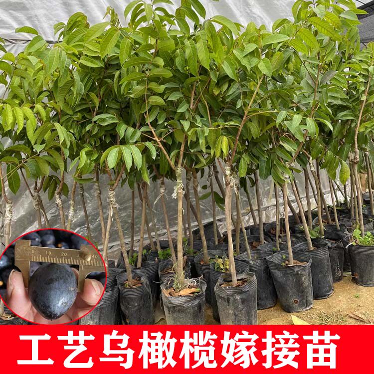 工艺乌橄榄苗黑榄嫁接苗青榄黄榄太平洋水果甜橄榄树南方庭院地栽