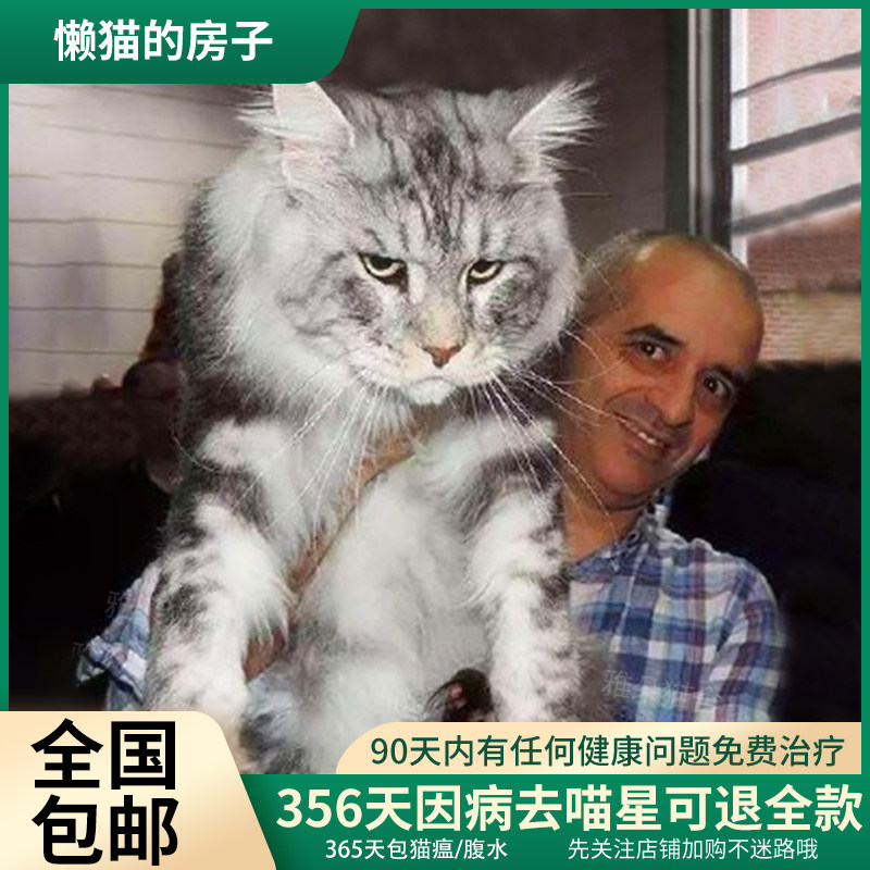 家养纯种缅因猫幼猫活体猫咪俄罗斯森林虎斑猫北京猫舍可上门挑选