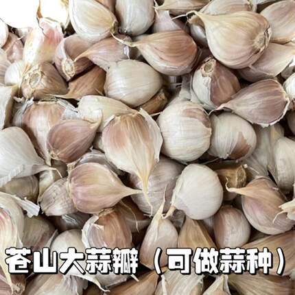 苍山大蒜四六瓣大蒜瓣可吃可种2025精选新干蒜白皮蒜种长白帽蒜苔