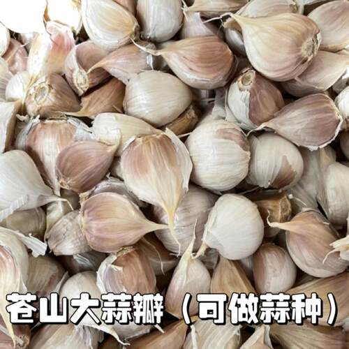 苍山大蒜四六瓣大蒜瓣可吃可种2026精选新干蒜白皮蒜种长白帽蒜苔