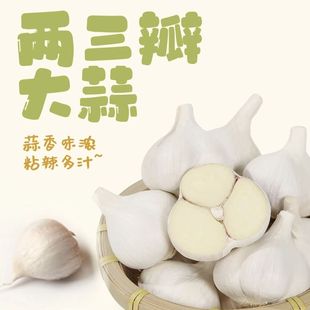 苍山两三瓣大蒜四六瓣老品种大蒜粘辣鲜香正宗山东大蒜原产地发货