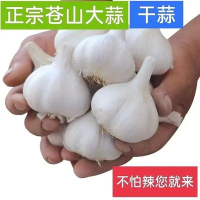 白皮大蒜苍山四六瓣老品种笨蒜