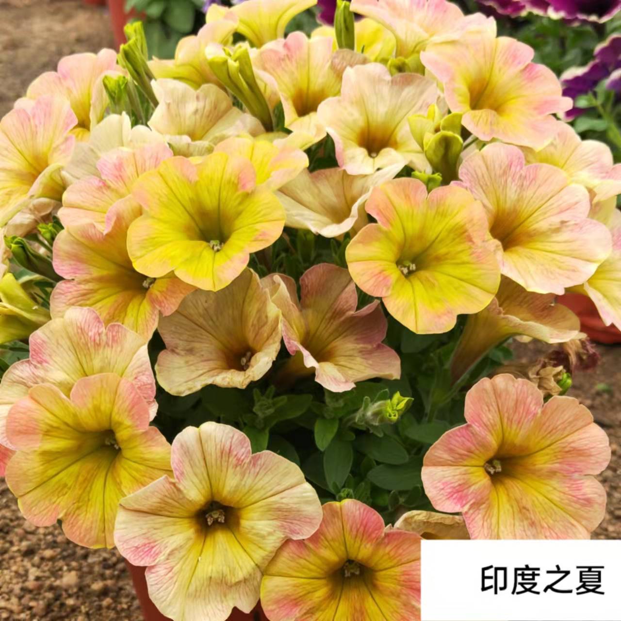 带花夏季藤蔓吊篮冰淡紫矮牵牛