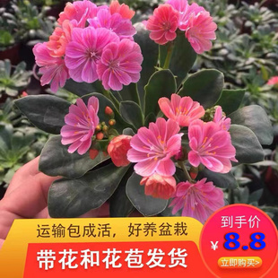 露薇花盆栽带花发货琉苇草花苗冬季春季花卉阳台客厅开花观花植物