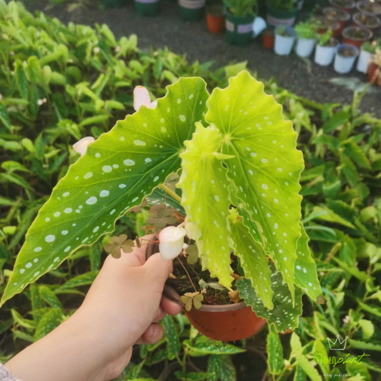 微风盆栽ins绿植香味竹节带植室内秋海棠风有所热带秋海棠图片