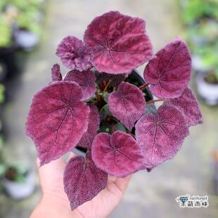 室内红艳银后完美秋海棠雨林观叶玛格丽特玫瑰绿植小派对螺号少女