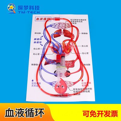 人体血液循环模型实验DIY小制作