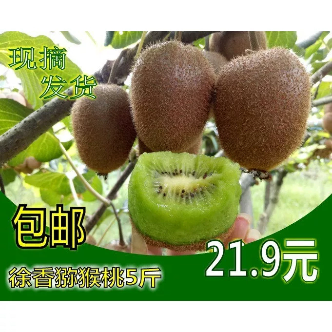 正宗江山徐香猕猴桃 国产绿心奇异果 中果大果