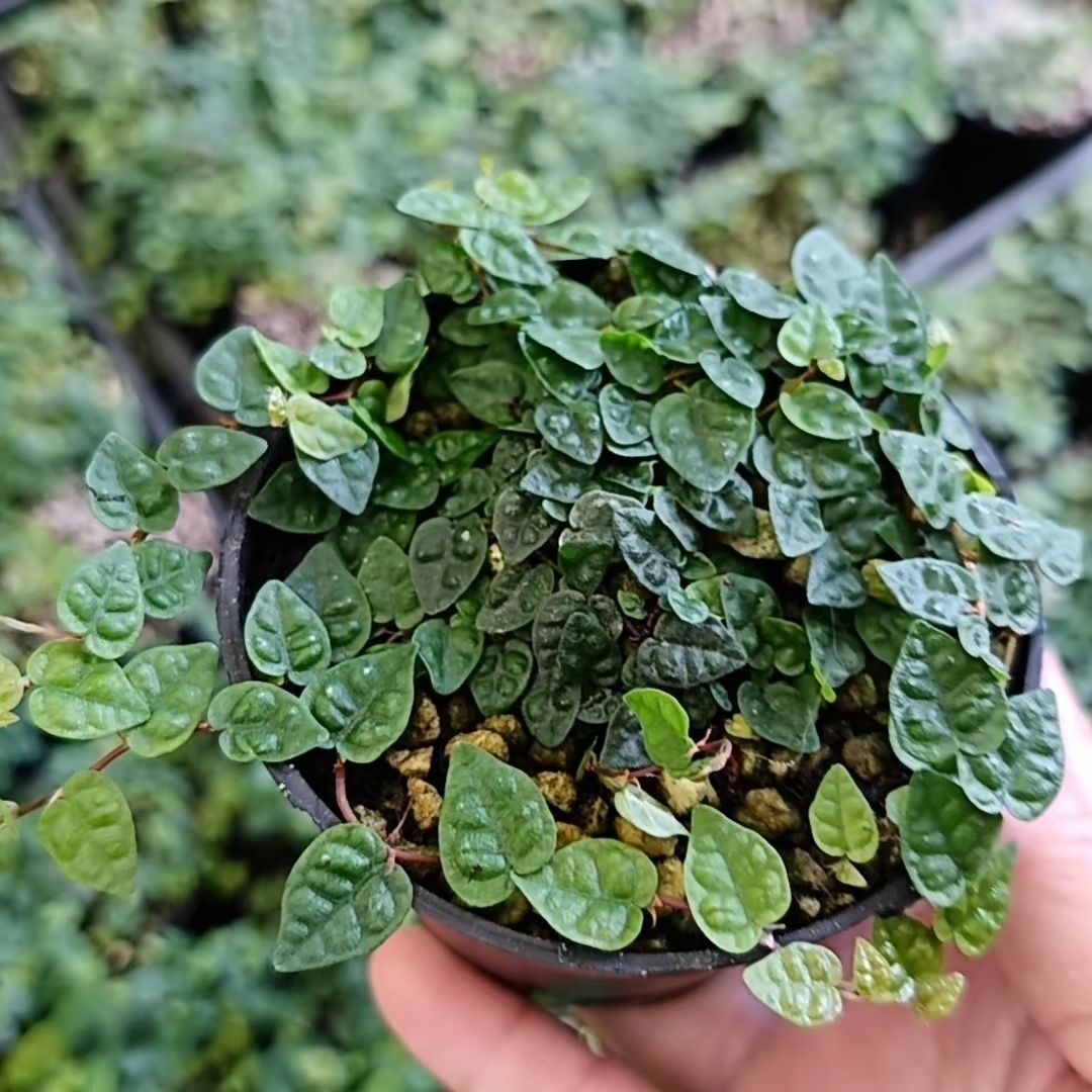 凉粉果树苗薜荔果苗爱玉果冻树苗木莲藤苗薜荔树苗盆栽庭院爬墙